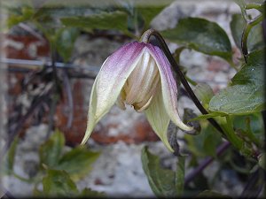 Clematis photograph