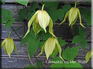 Clematis photograph