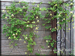 Clematis photograph