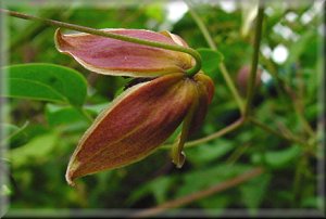 Clematis photograph