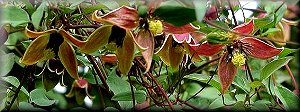 Clematis photograph