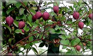 Clematis photograph