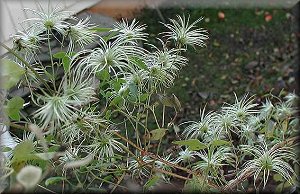 Clematis photograph