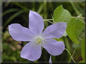 Clematis photograph