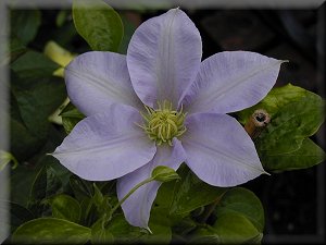 Clematis photograph