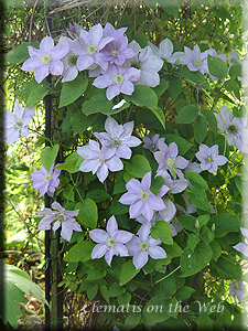 Clematis photograph