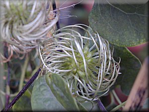 Clematis photograph