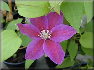 Clematis photograph