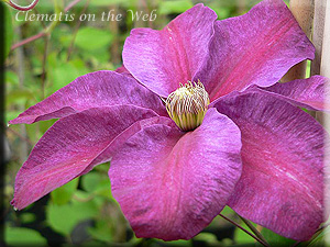 Clematis photograph