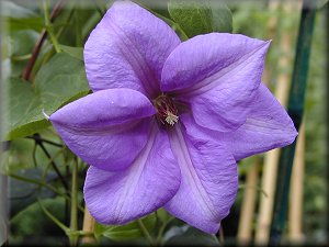 Clematis photograph