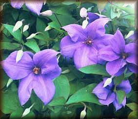 Clematis photograph