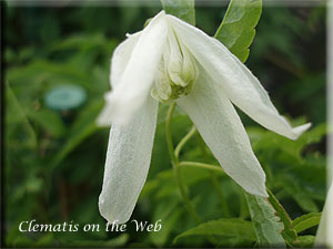 Clematis photograph