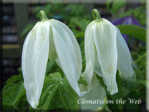 Clematis photograph