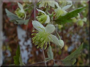 Clematis photograph