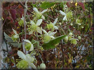 Clematis photograph