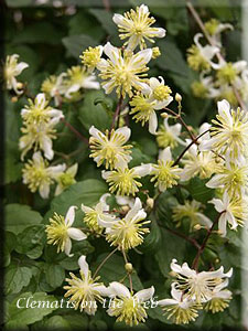 Clematis photograph