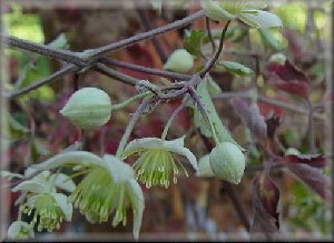 Clematis photograph