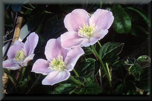 Clematis photograph