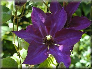 Clematis photograph