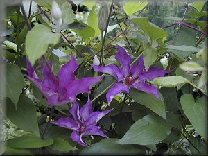 Clematis photograph