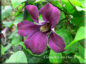 Clematis photograph