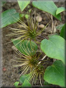 Clematis photograph