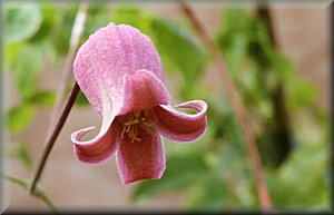 Clematis photograph