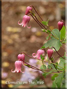 Clematis photograph