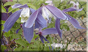 Clematis photograph