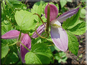 Clematis photograph