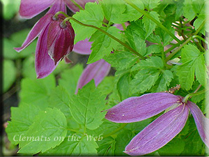 Clematis photograph