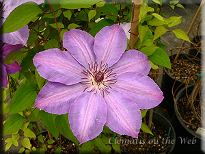 Clematis photograph