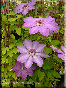 Clematis photograph