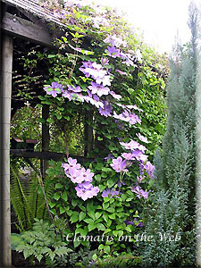 Clematis photograph