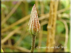 Clematis photograph