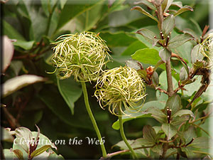 Clematis photograph