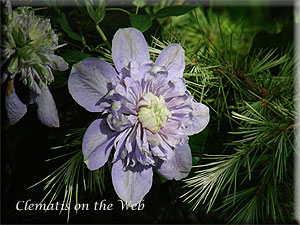 Clematis photograph