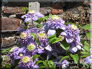 Clematis photograph