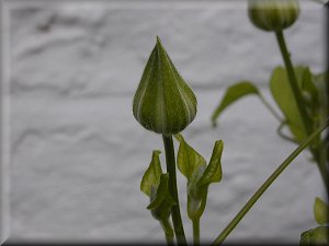 Clematis photograph