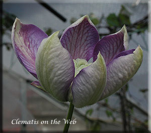 Clematis photograph