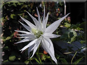 Clematis photograph