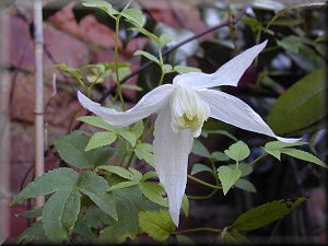 Clematis photograph