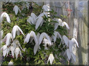 Clematis photograph