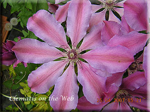 Clematis photograph