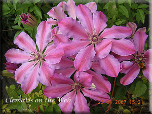 Clematis photograph