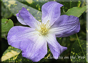 Clematis photograph