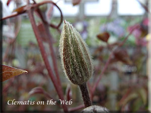 Clematis photograph