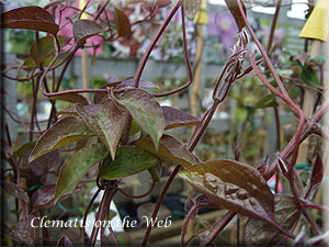 Clematis photograph