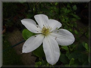 Clematis photograph