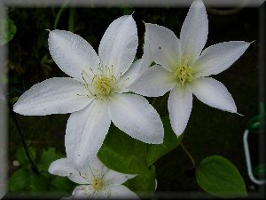 Clematis photograph